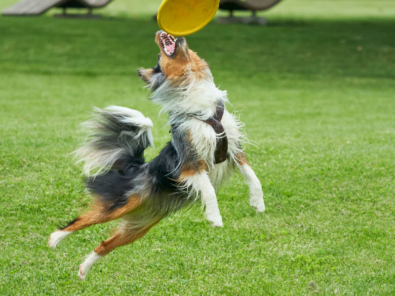 Dogfrisbee Hondenplaza