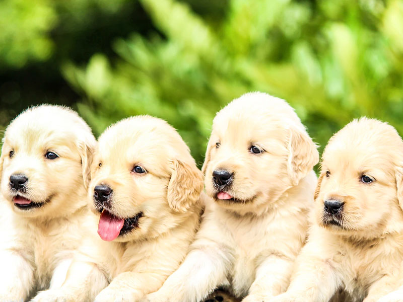 Ronde deeltje Pakket Uitzoeken van een pup - Hondenplaza